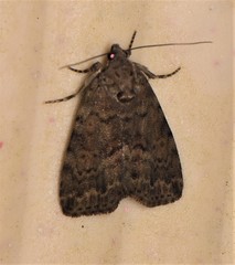 Aucha triphaenoides
