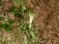 Pterostylis alobula