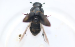 Acrossus luridus