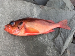 Golden Redfish photo 3