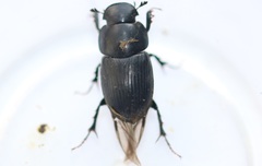 Acrossus luridus