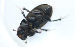 Acrossus luridus