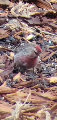 Acanthis flammea
