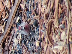Acanthis flammea