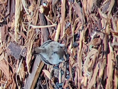 Acanthis flammea