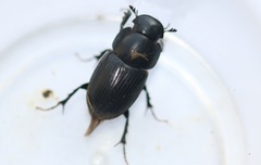 Acrossus luridus