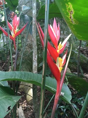 Heliconia angusta