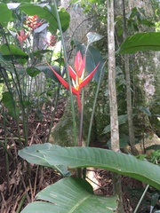 Heliconia angusta