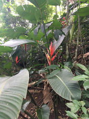 Heliconia angusta