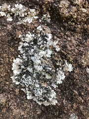 Lepraria membranacea