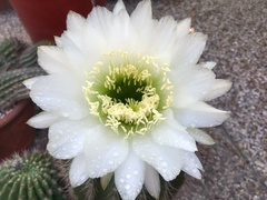 Trichocereus rowleyi