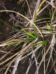 Carex umbellata