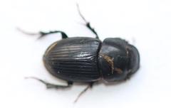 Acrossus luridus