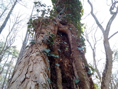 Hedera helix
