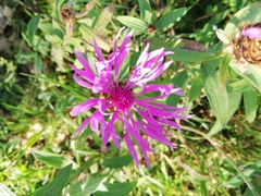 Centaurea