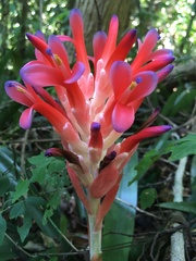 Billbergia pyramidalis