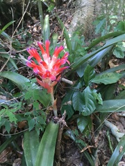 Billbergia pyramidalis