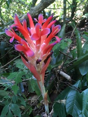 Billbergia pyramidalis
