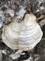 Fomes fomentarius