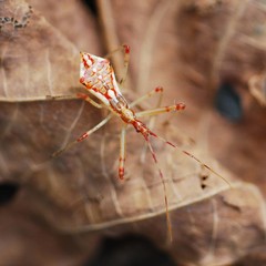 Epidaus tuberosus