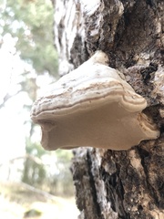 Fomes fomentarius