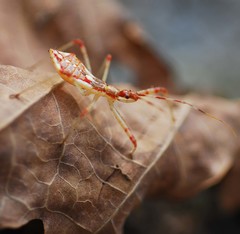 Epidaus tuberosus