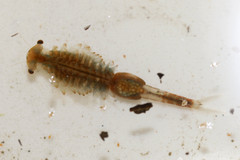 Eubranchipus grubii