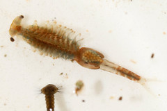 Eubranchipus grubii