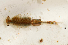 Eubranchipus grubii