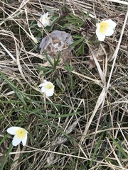 Anemonoides nemorosa