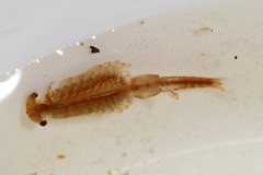Eubranchipus grubii