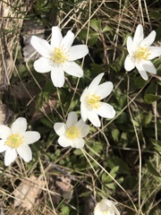 Anemonoides nemorosa