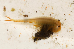 Eubranchipus grubii