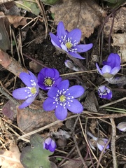 Hepatica nobilis