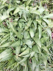 Allium ursinum