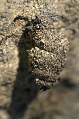 Apterona helicoidella