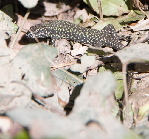 Lézard des murailles