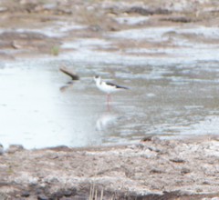 Himantopus himantopus