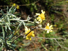 Senecio decurrens