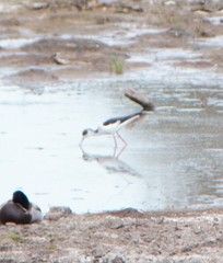 Himantopus himantopus