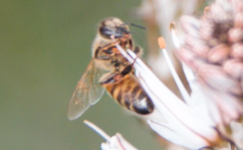 Western Honey Bee