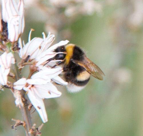 Buff-tailed Bumble Bee