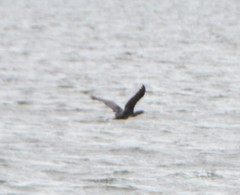 Phalacrocorax carbo