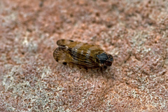 Tachycixius