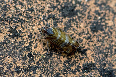 Tachycixius