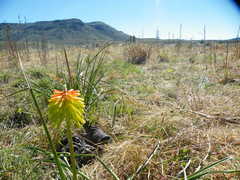 Kniphofia triangularis