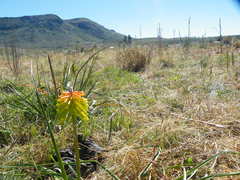 Kniphofia triangularis