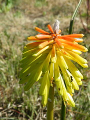 Kniphofia triangularis