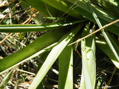 Kniphofia triangularis