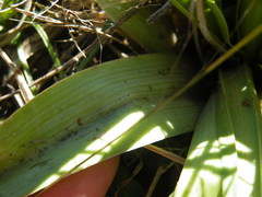 Kniphofia triangularis